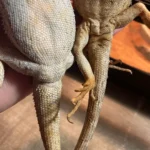 how to tell sex of a bearded dragon
