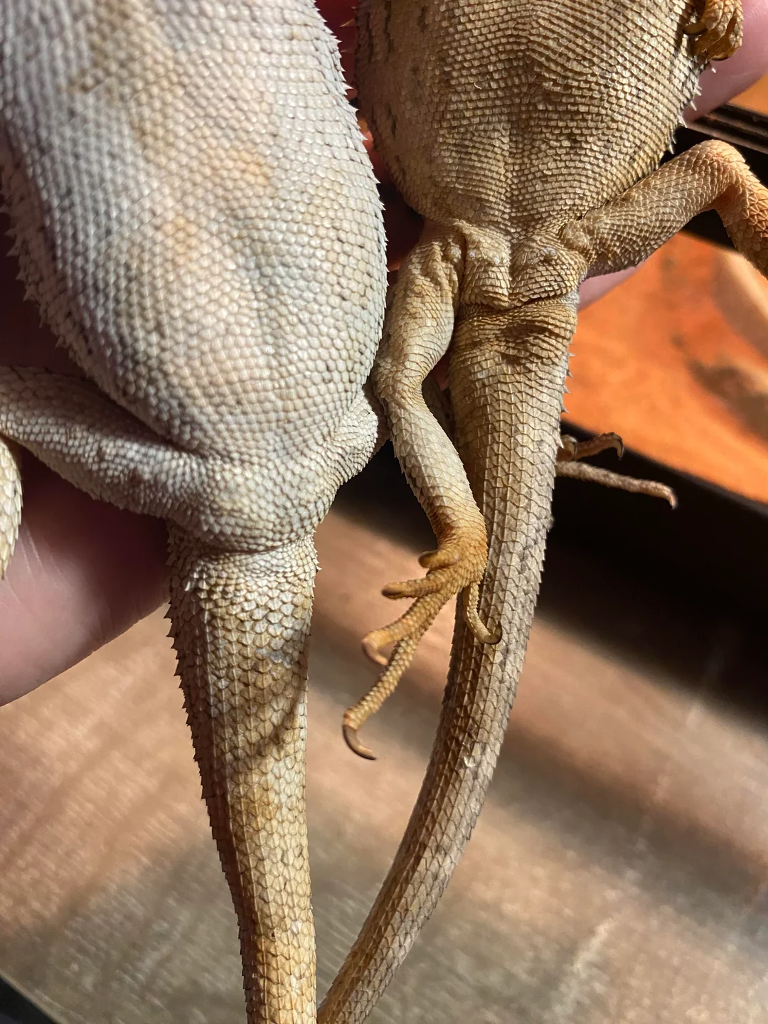 how to tell sex of a bearded dragon